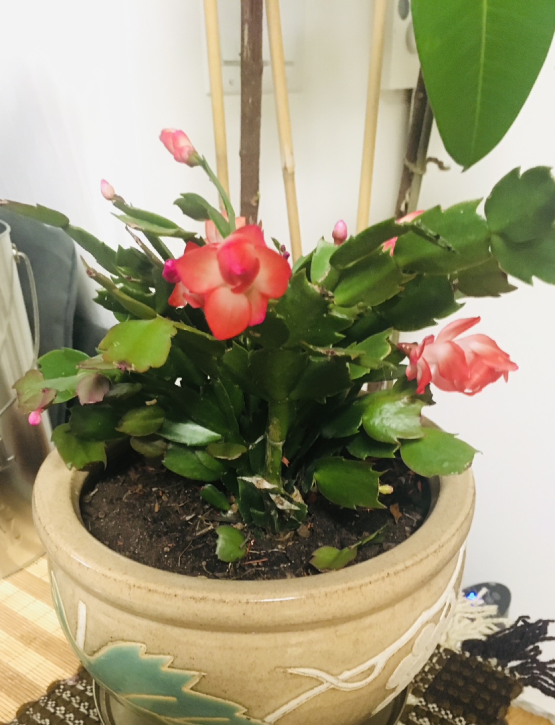 Plant Duo Blooming Cactus and Jade image indicator(6)