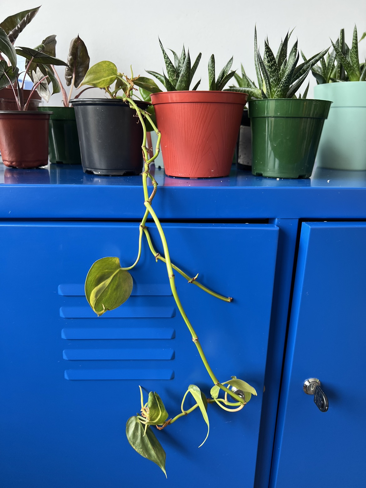 Free plants looking for a new home image indicator(3)