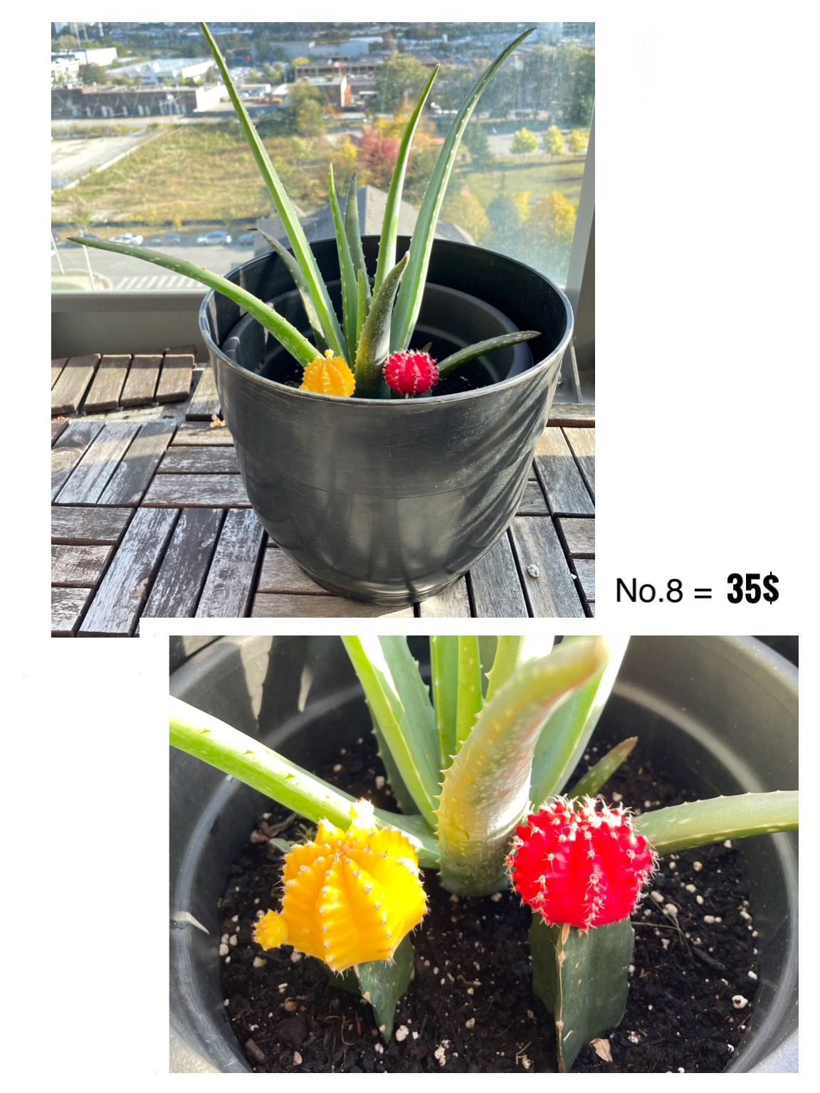 Aloe Vera- Plant+ pot