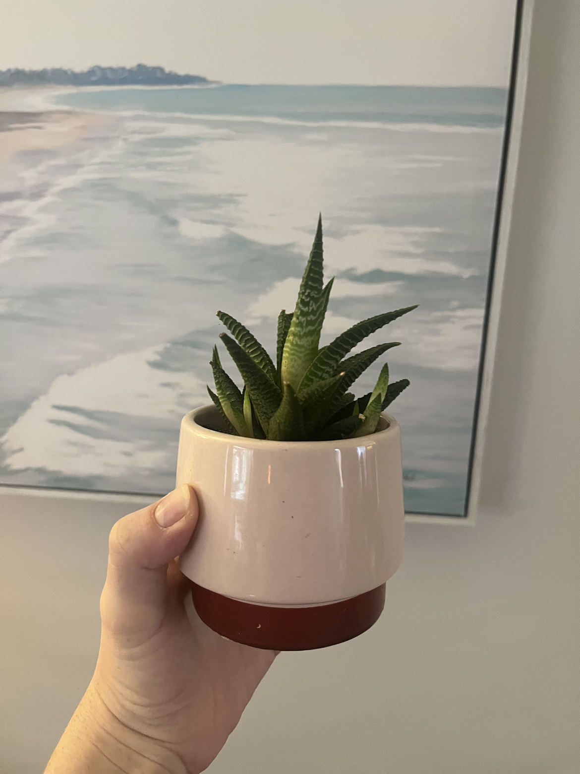 Succulent in cute pot thumbnail