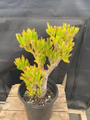 Bonsai succulent - photo 3