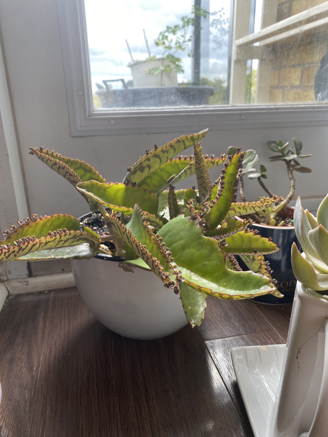 Moving sale plants - photo 3