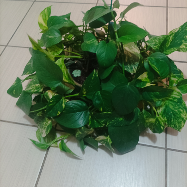 Pothos with pot Devil's ivy image indicator(9)