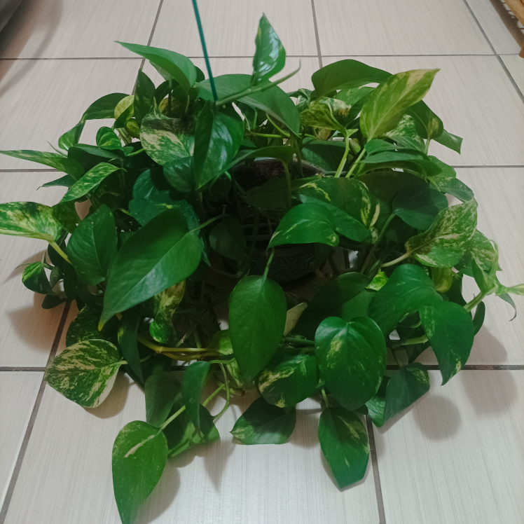 Pothos with pot Devil's ivy thumbnail