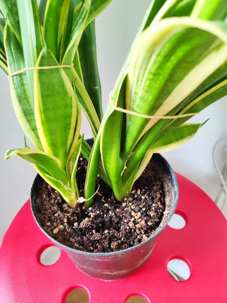 Snake Plant - Sansevieria Evergreen - photo 2