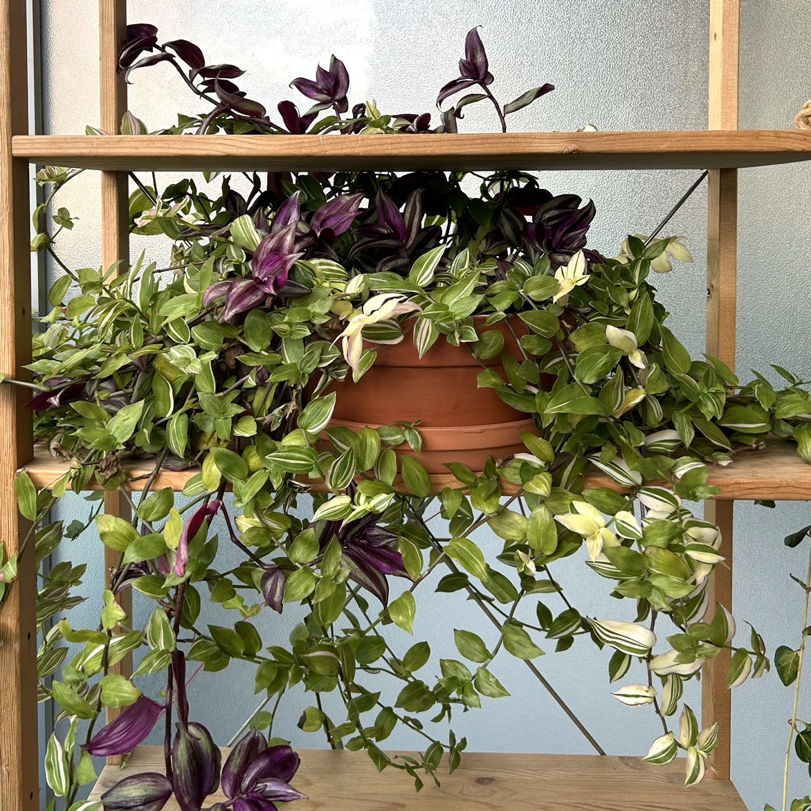 Tradescantia Plant in 10 Inch Pot (Mixed Varieties)