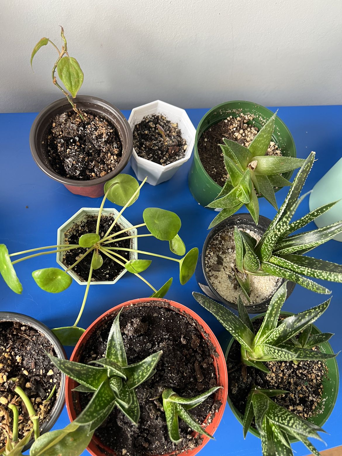 Free plants looking for a new home