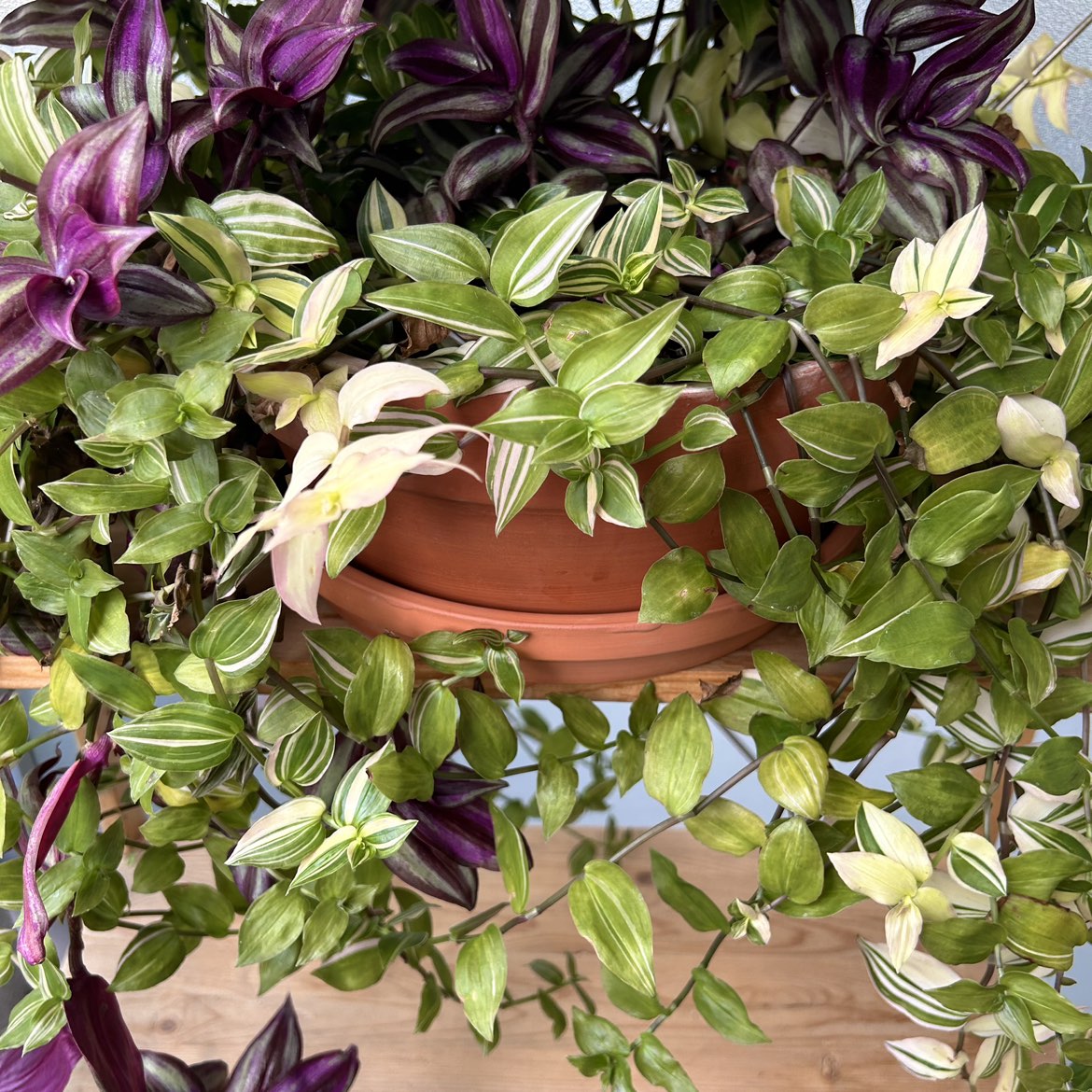 Tradescantia Plant in 10 Inch Pot (Mixed Varieties) - photo 2