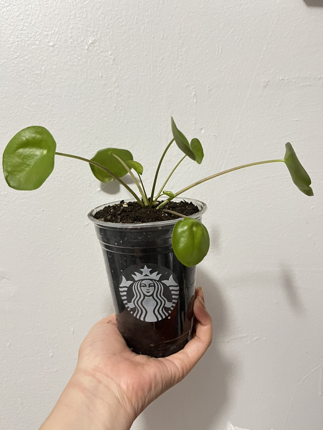Pilea Peperomioid (or Chinese money plant) - photo 2