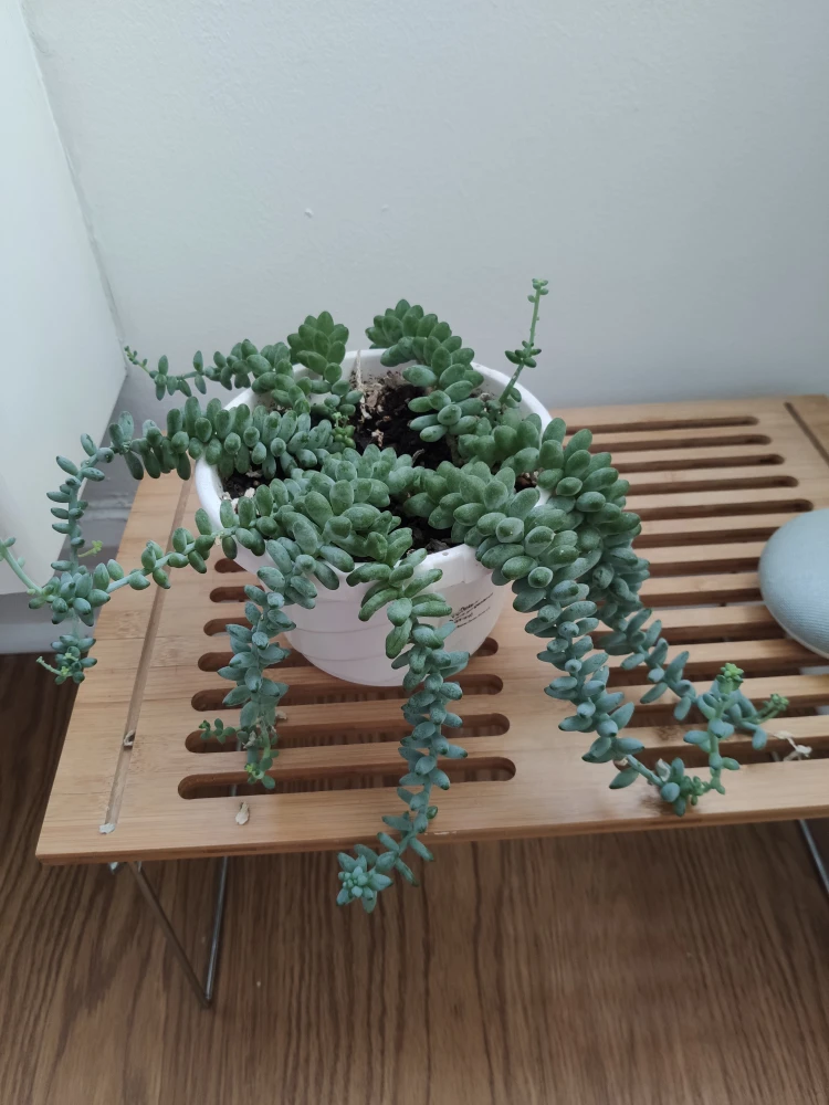 Hanging Succulent Plant - Burro's Tail thumbnail