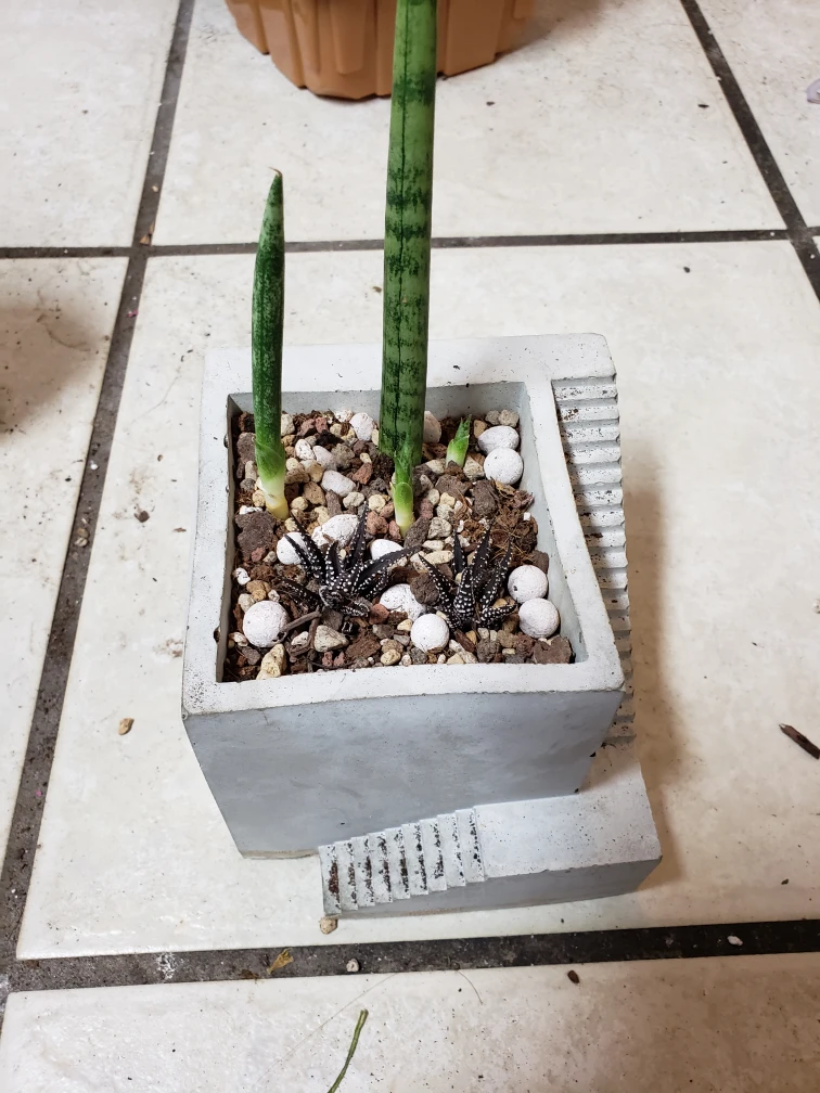 snake plant planter