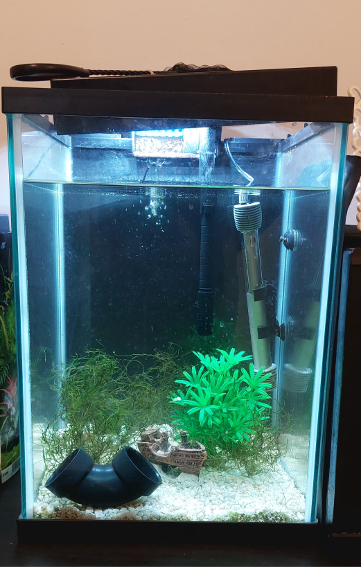 10 gallons Collumn aquarium - fully cycled - photo 2