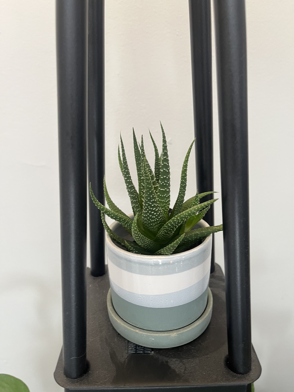 Succulent in ceramic pot thumbnail