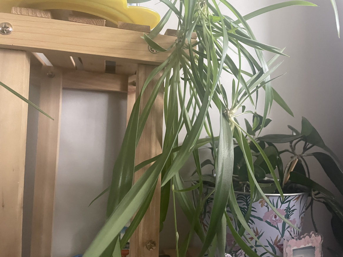 Baby spider plants - photo 2