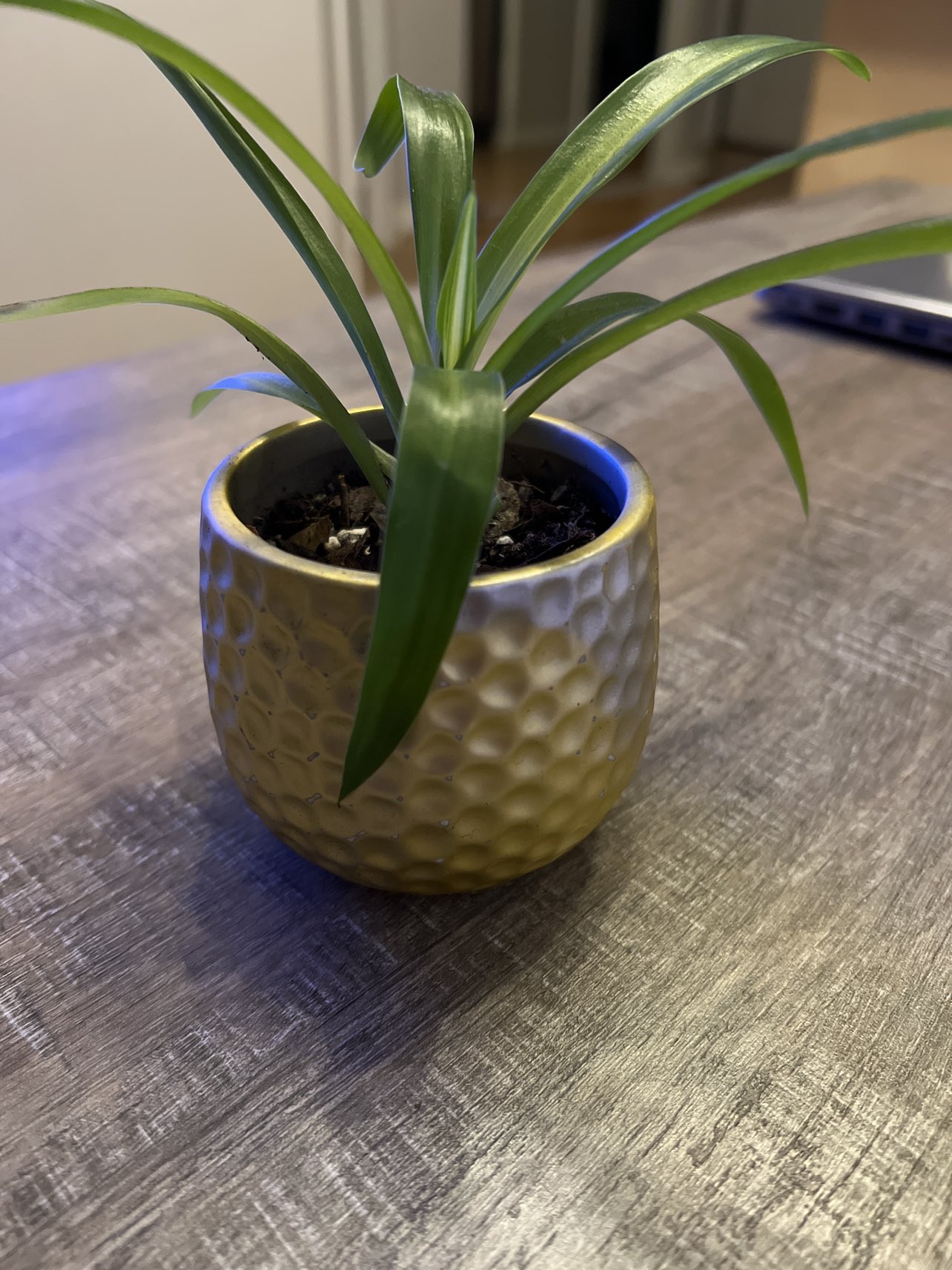 Plant and golden pot thumbnail