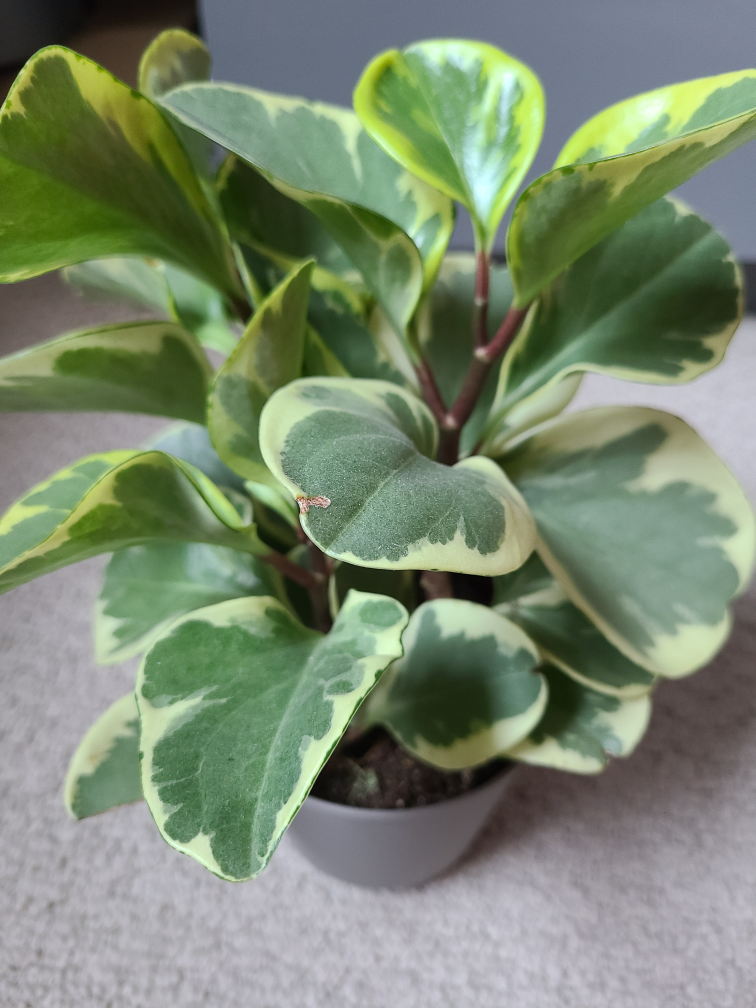 Plant thumbnail