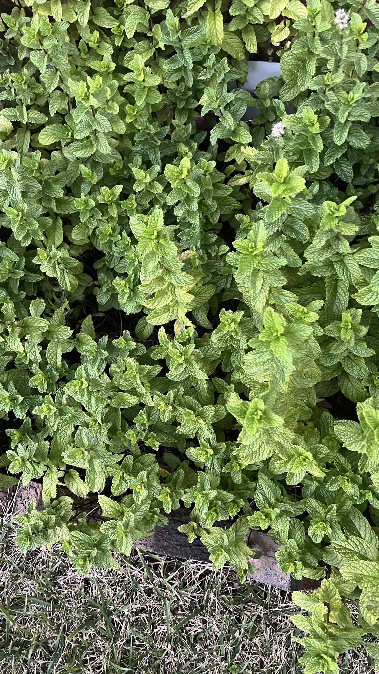 Mint leaves