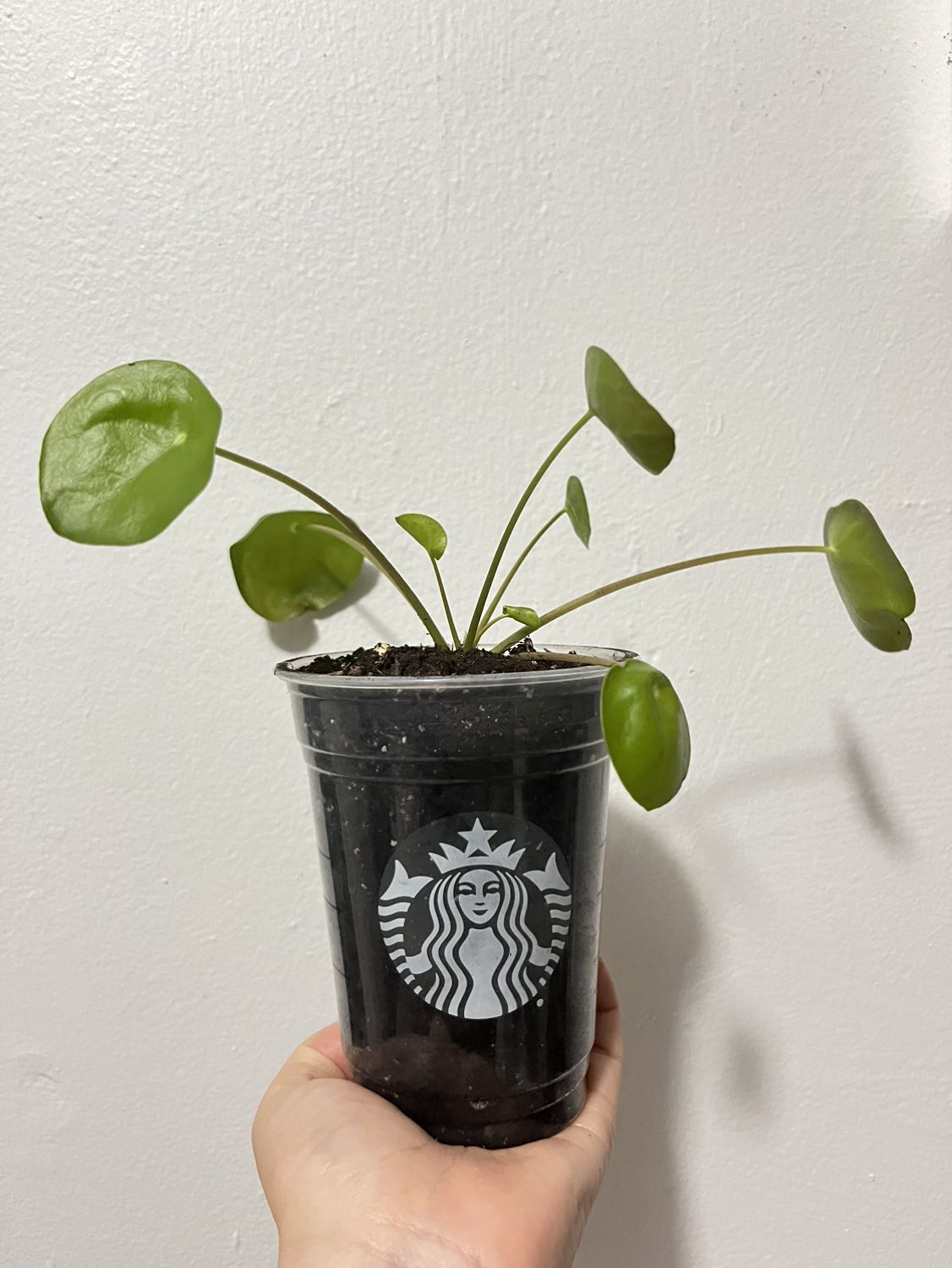 Pilea Peperomioid (or Chinese money plant)