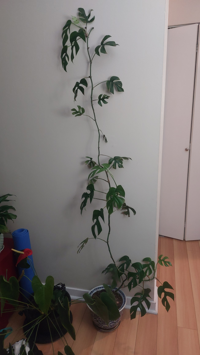 Monstera minima ~180cm - photo 4