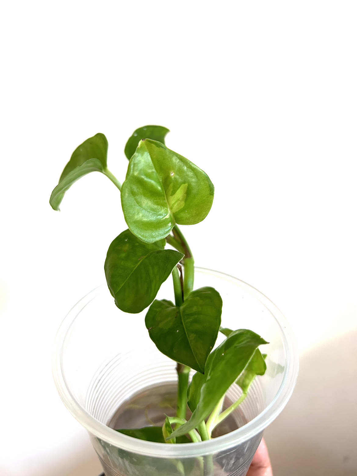 Global Green Pothos Rooted cuttings 🦃 thumbnail