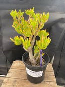 Bonsai succulent