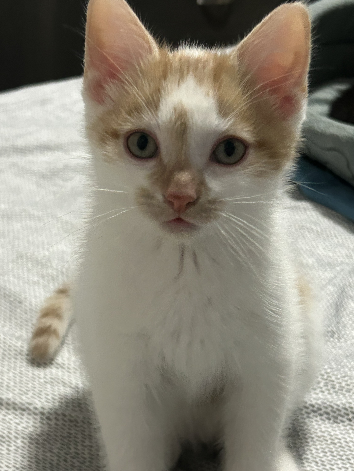 Cats thumbnail