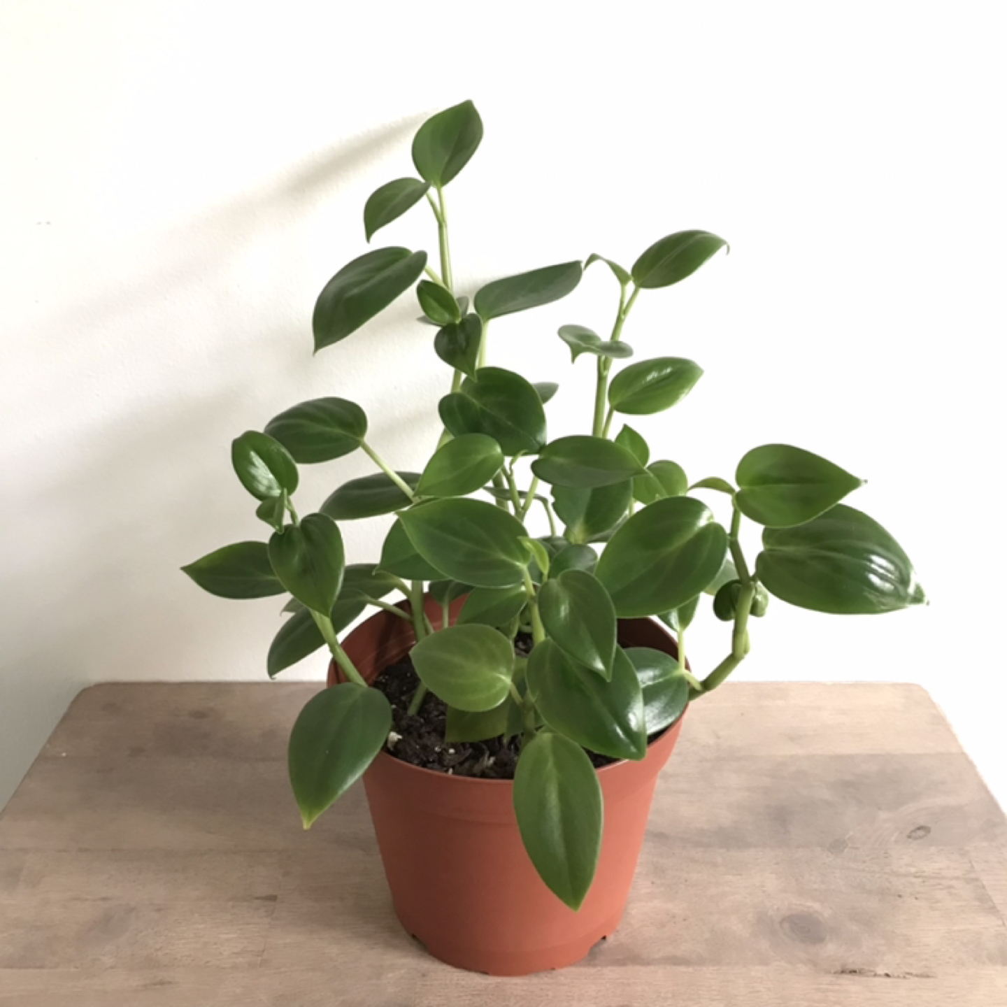 6” peperomia scandens 🦃 thumbnail