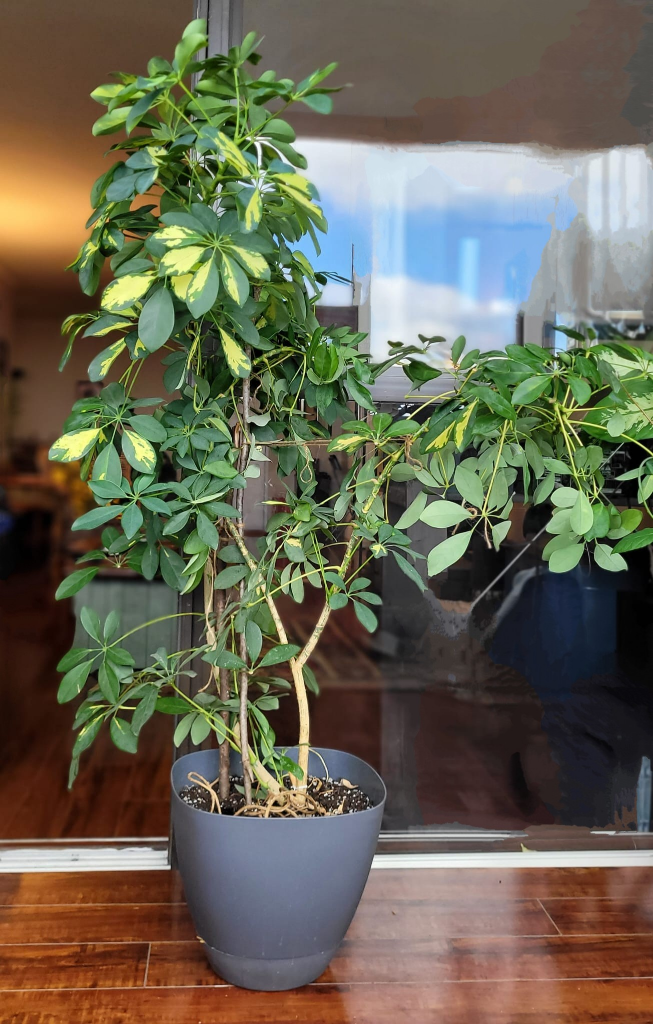 umbrella plant thumbnail