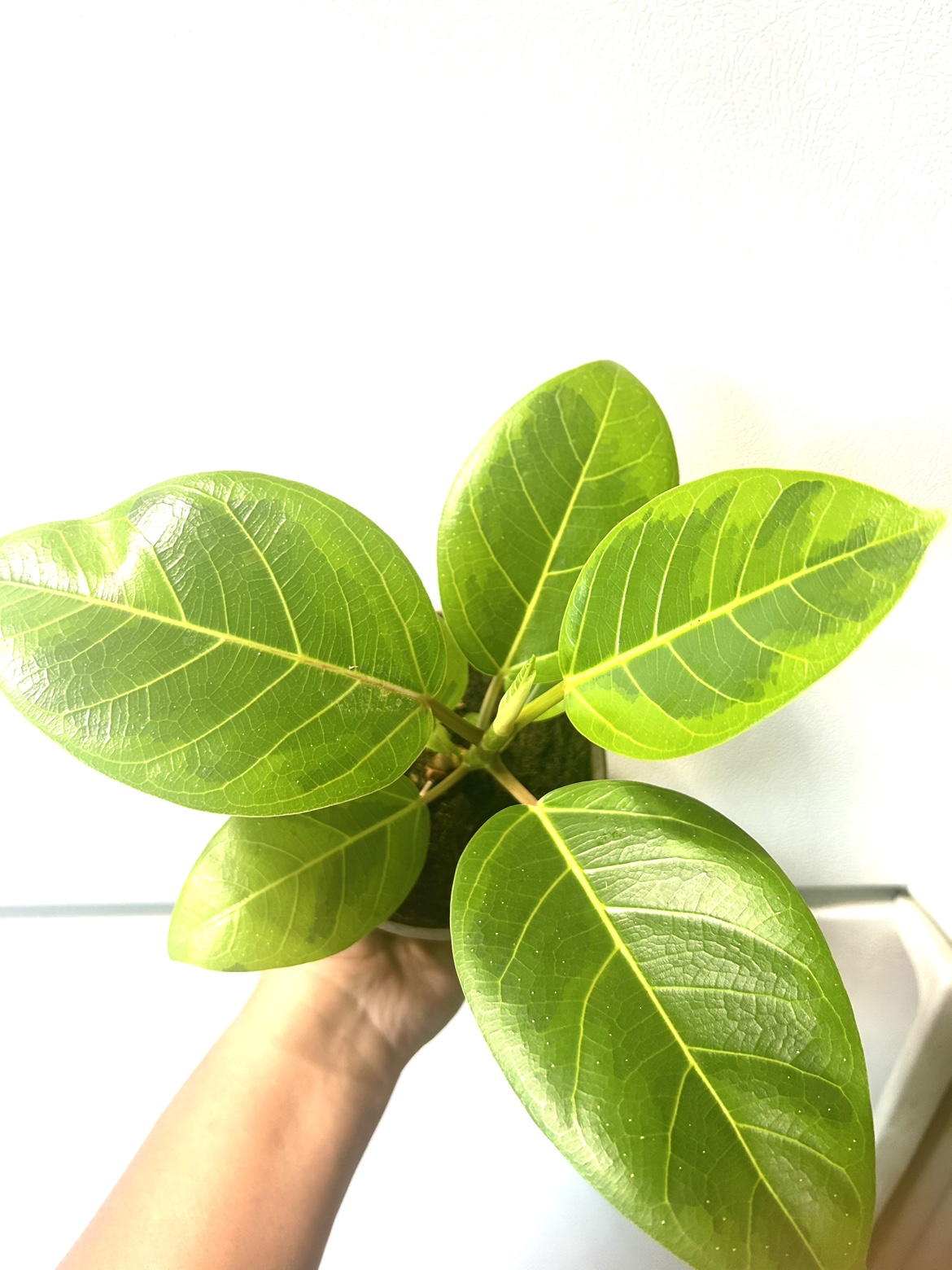 Ficus Altissima Yellow Gem 🦃 thumbnail
