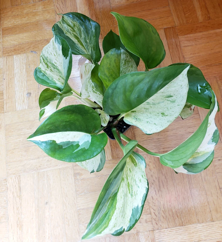 Manjula pothos thumbnail