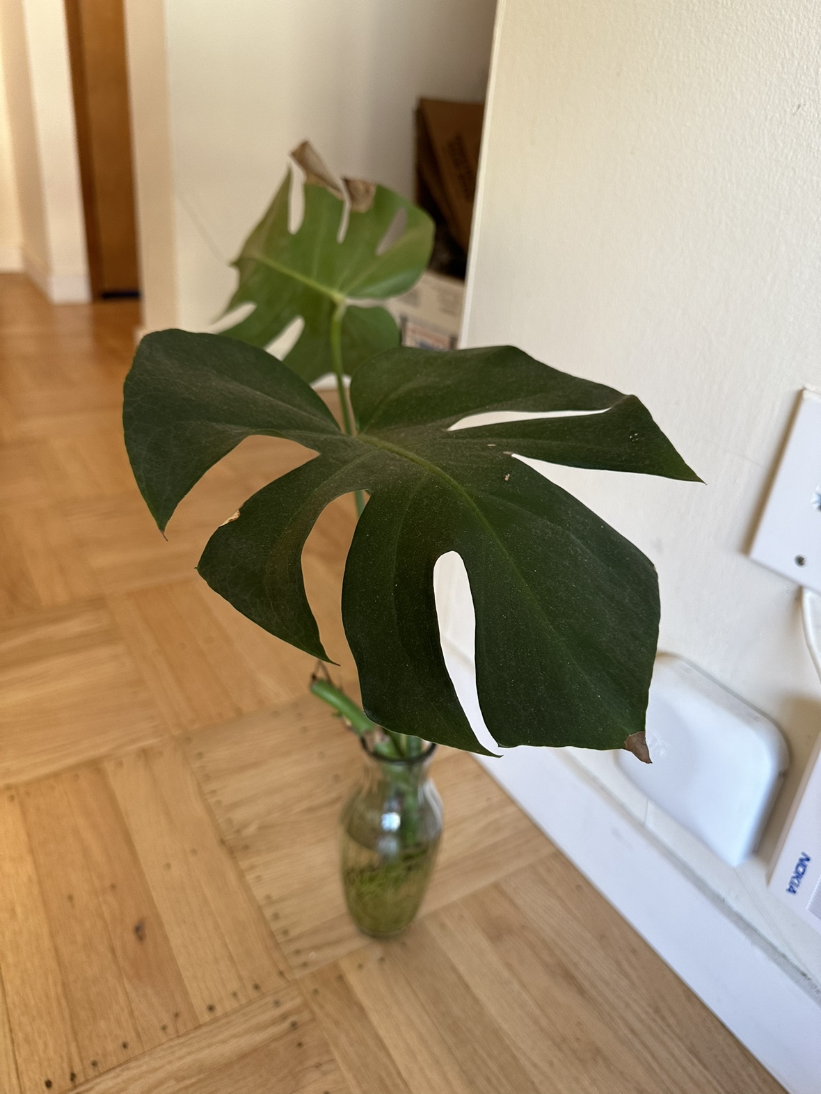 #freecycle - Monstera clipping