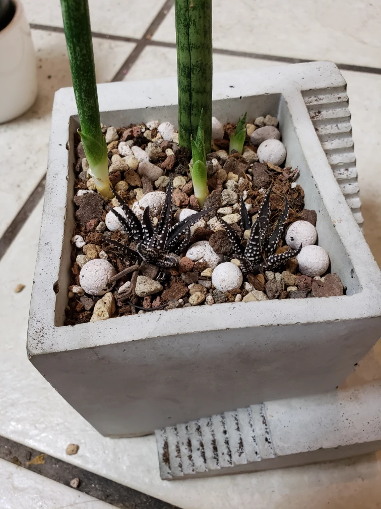 snake plant planter - photo 3