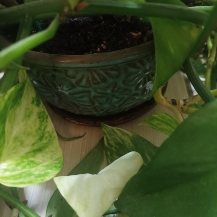 Pothos with pot Devil's ivy image indicator(2)