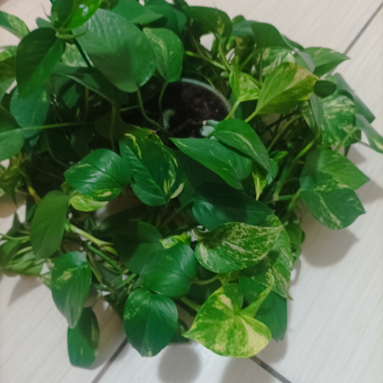 Pothos with pot Devil's ivy image indicator(3)