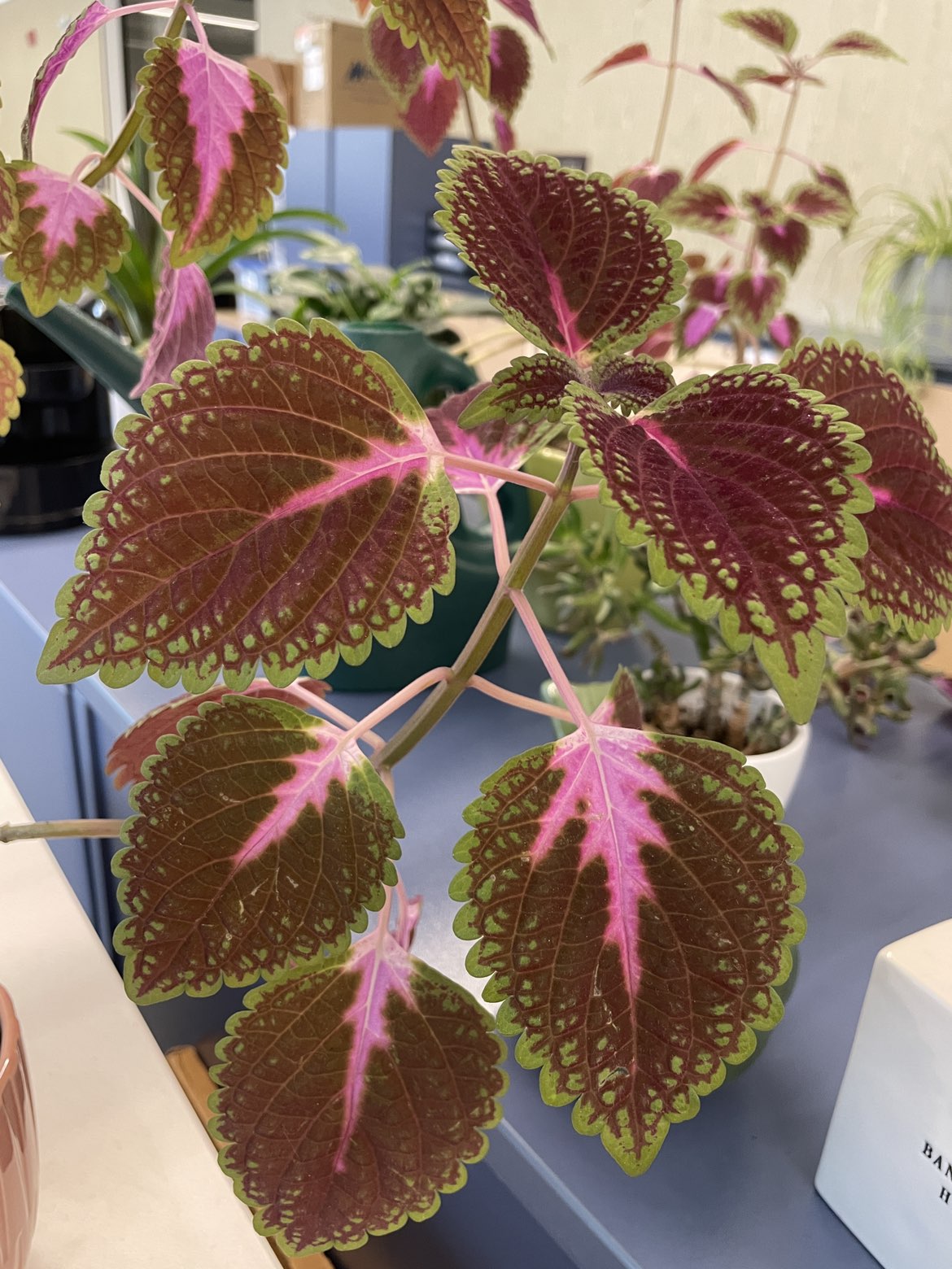 Trade: Coleus cuttings image indicator(2)