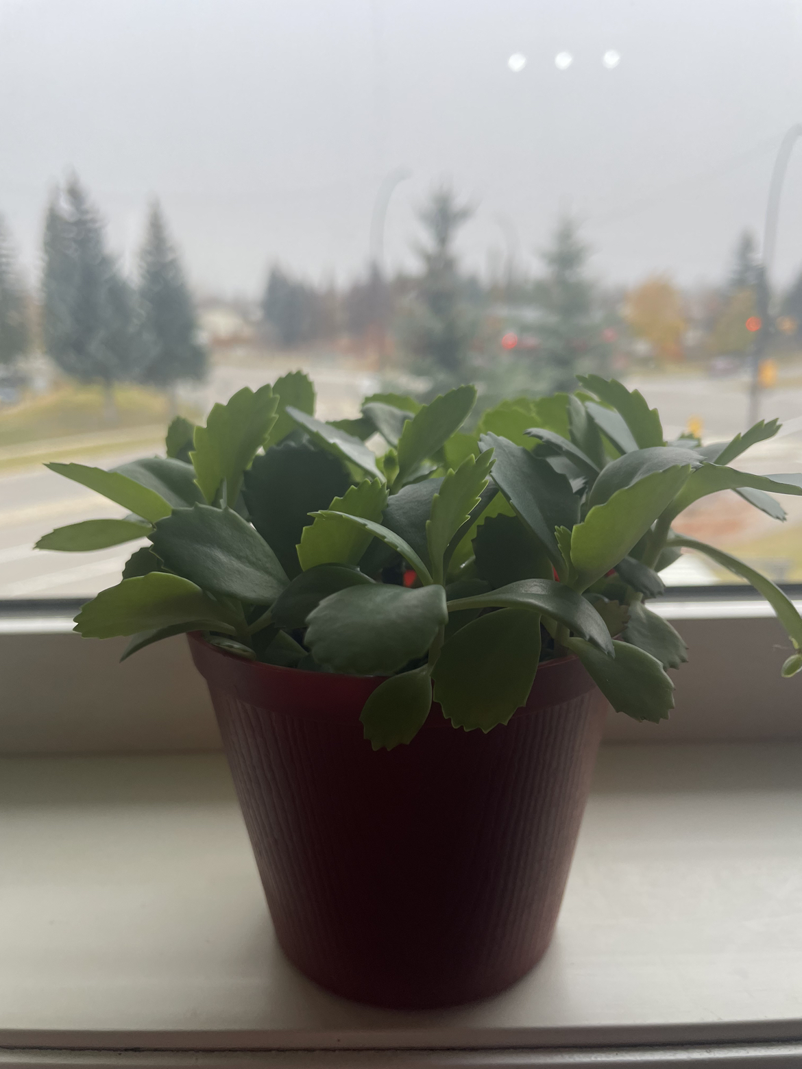Mother of thousands babys