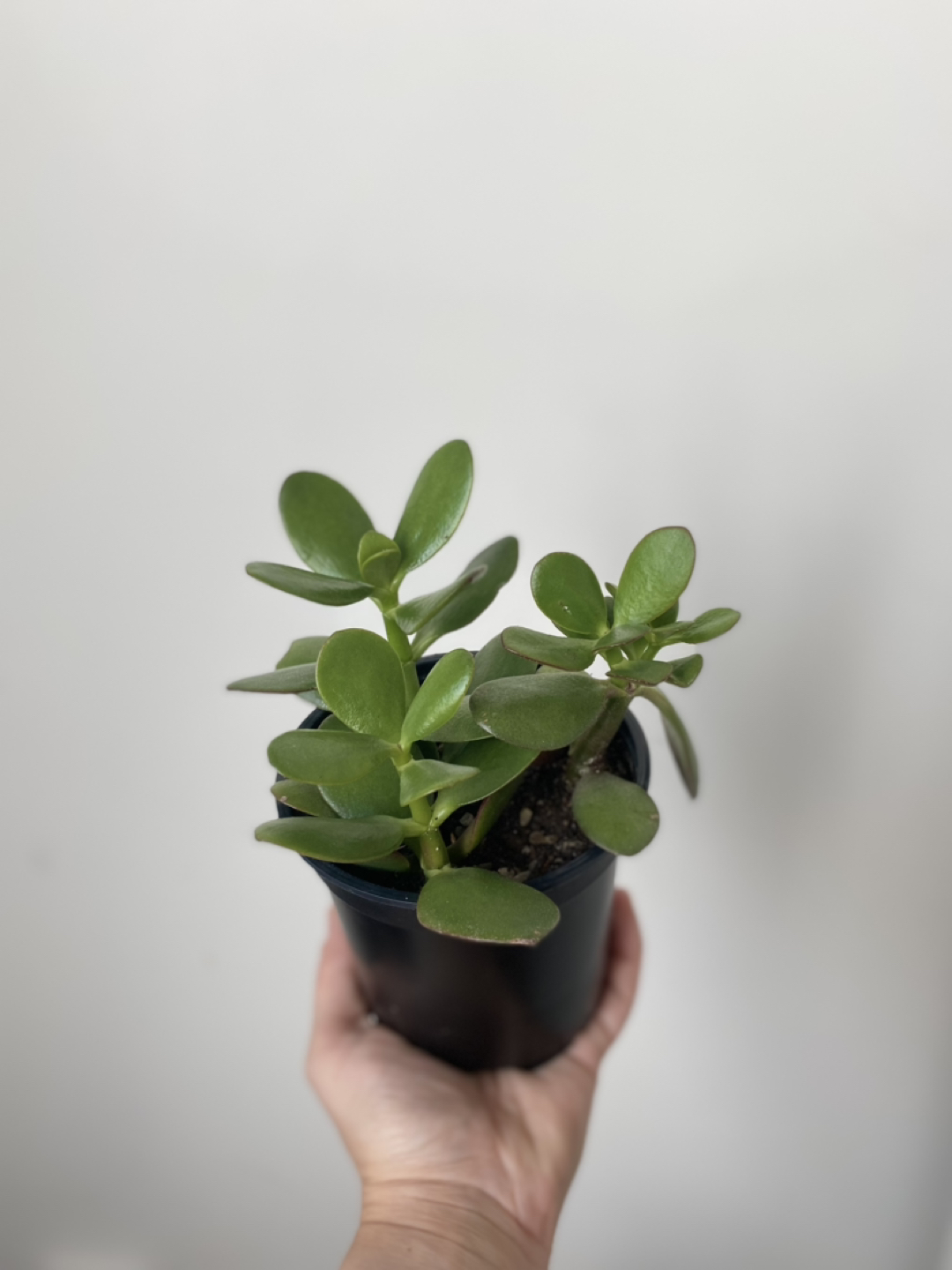 Plant Duo Blooming Cactus and Jade image indicator(3)