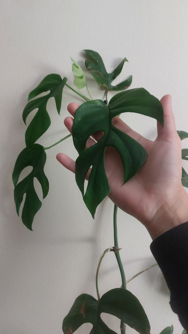 Monstera minima ~180cm - photo 2
