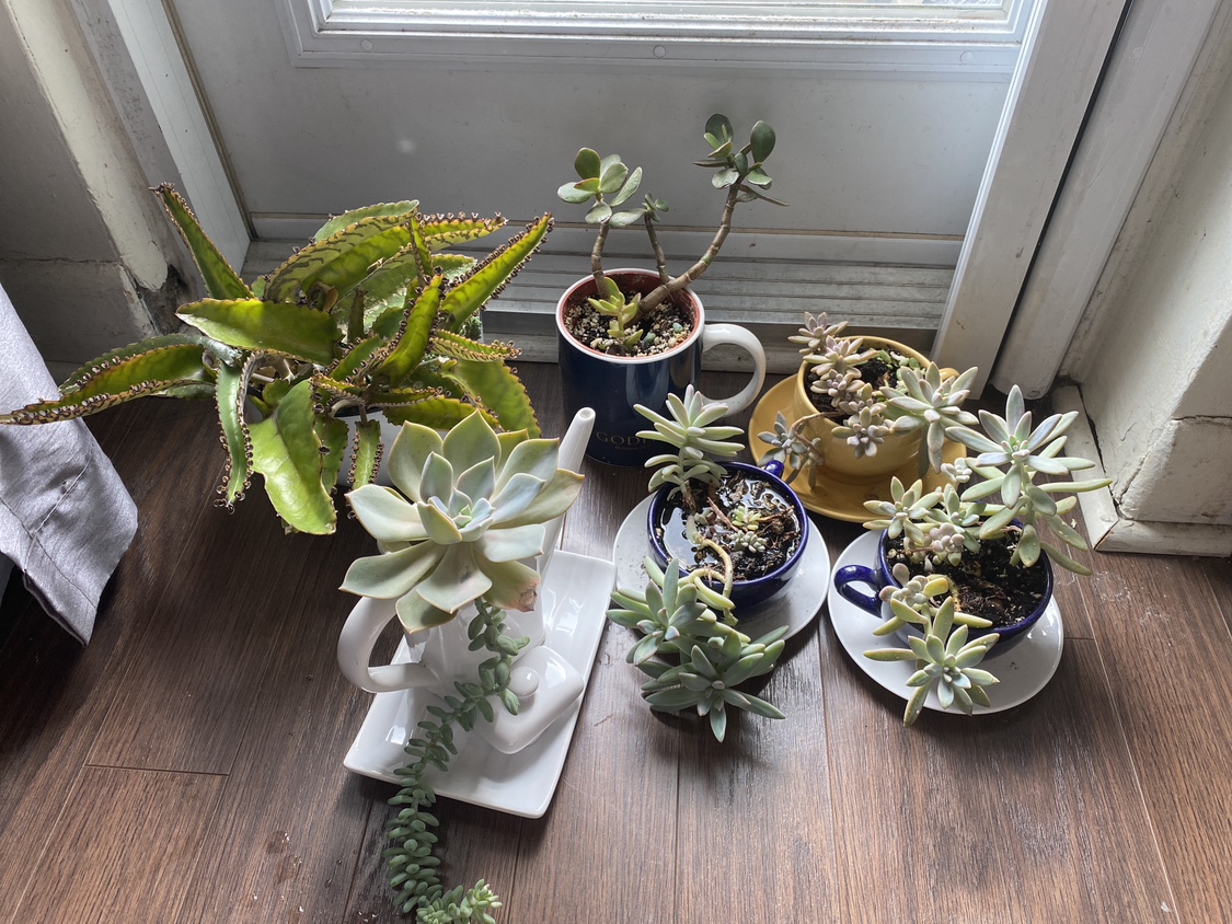 Moving sale plants