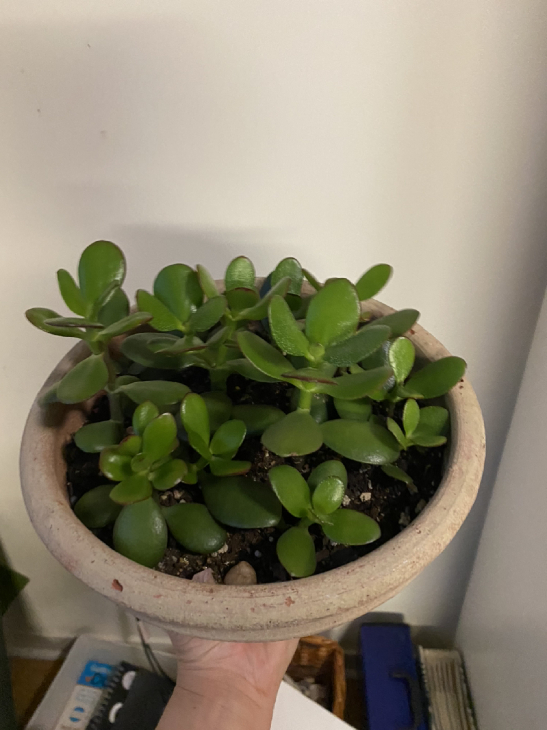 Jade Plant image indicator(4)