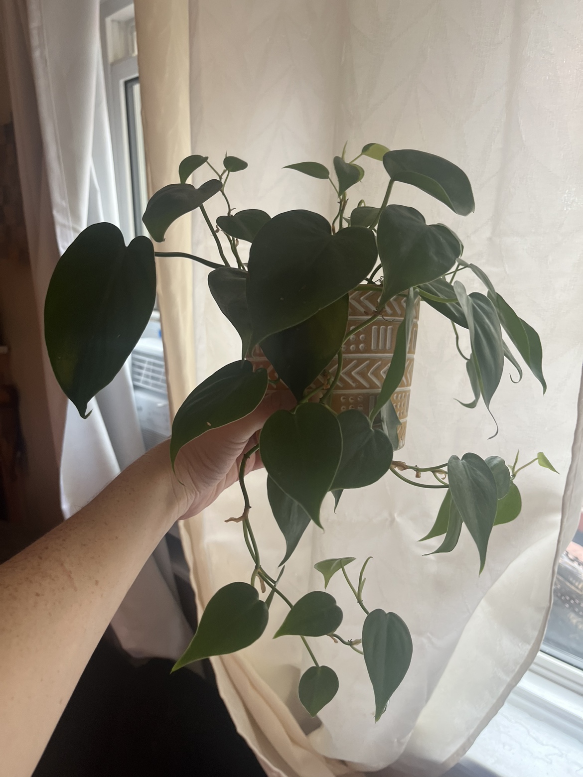 Trailing indoor plant, thriving, beautiful pot thumbnail