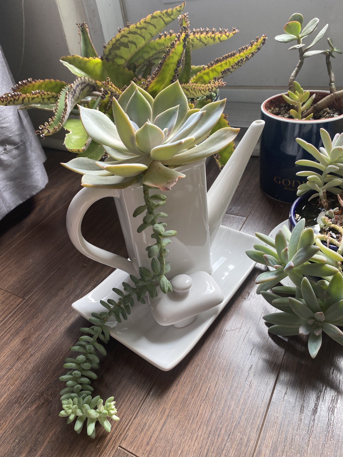 Moving sale plants - photo 2