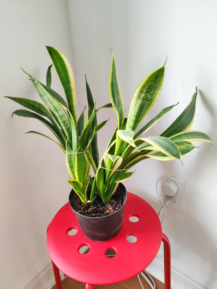 Snake Plant - Sansevieria Evergreen