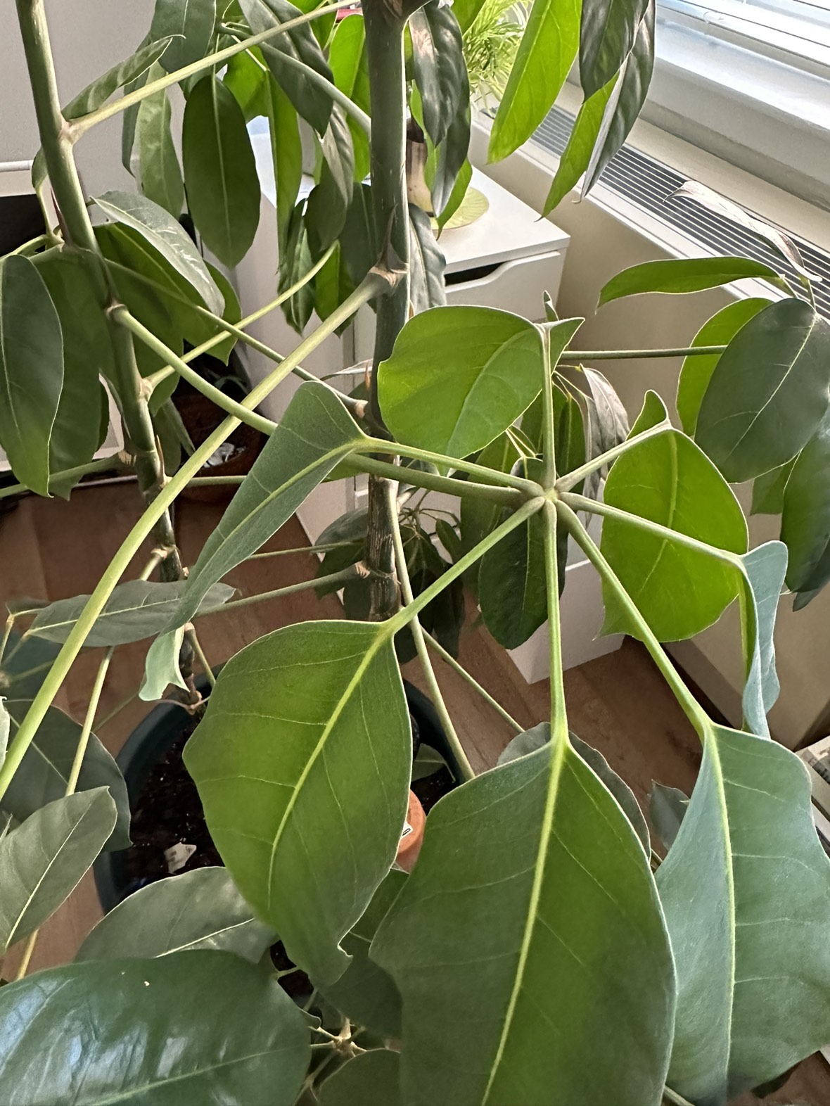 Plant_ Umbrella Tree (Schefflera Amate) - photo 5
