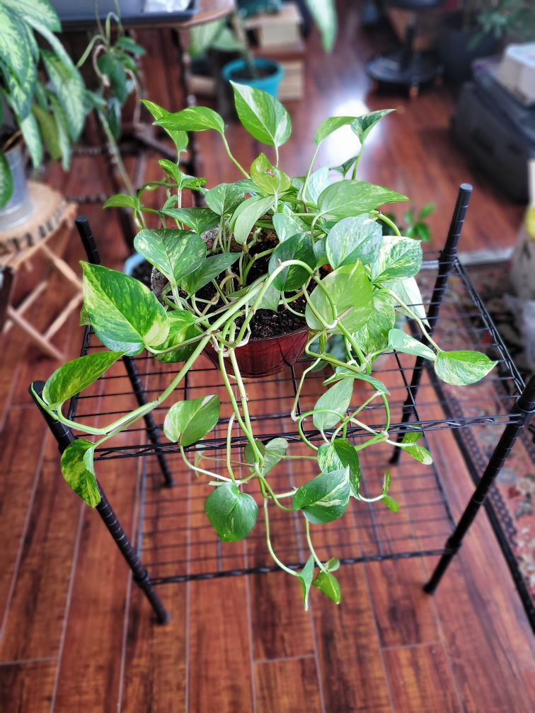 Devil's Ivy plant (Pothos) thumbnail