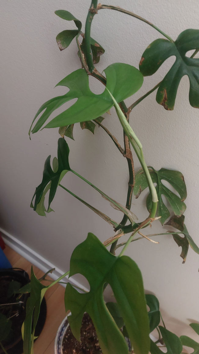 Monstera minima ~180cm - photo 3