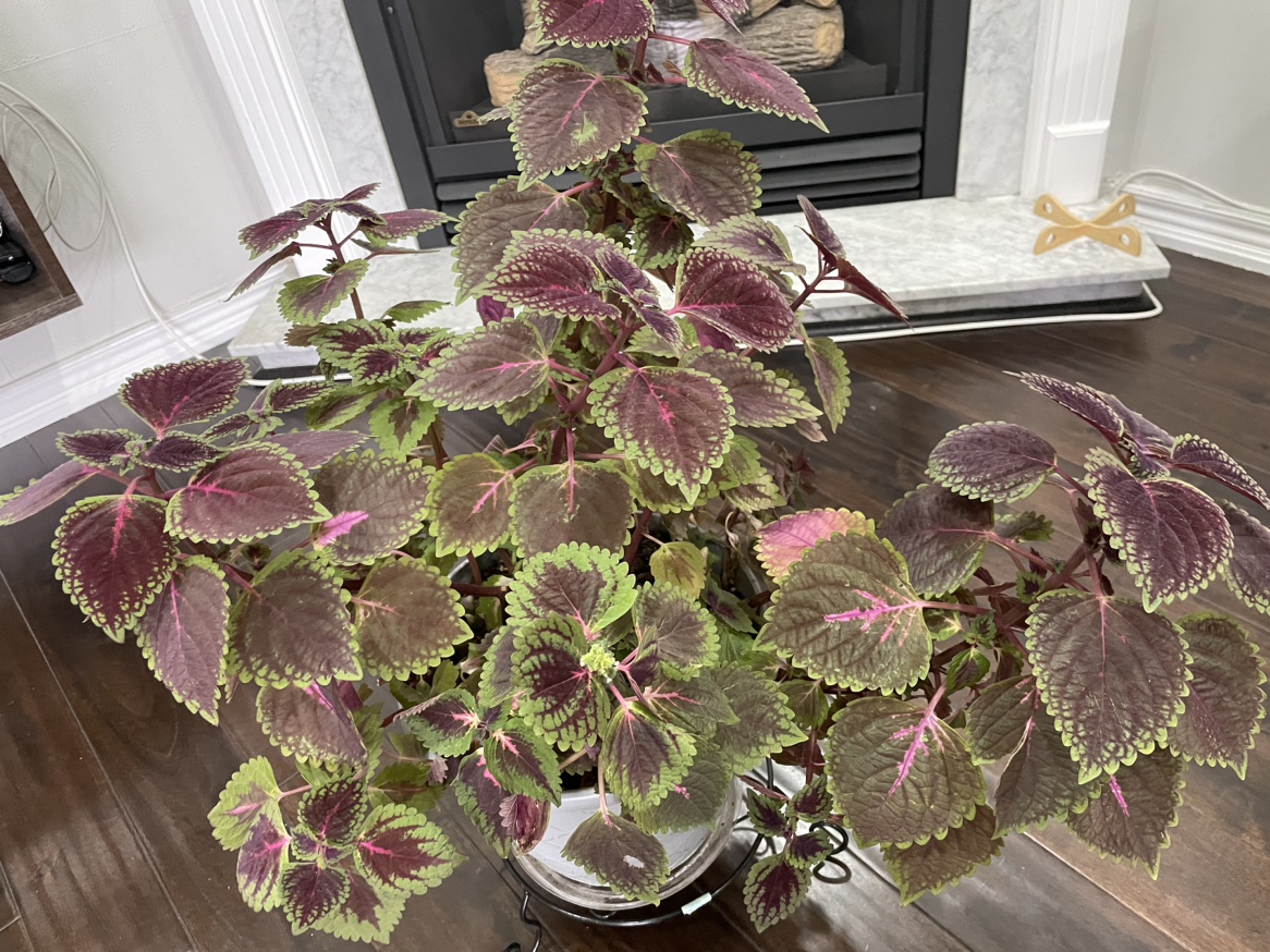 Indoor plant image indicator(2)