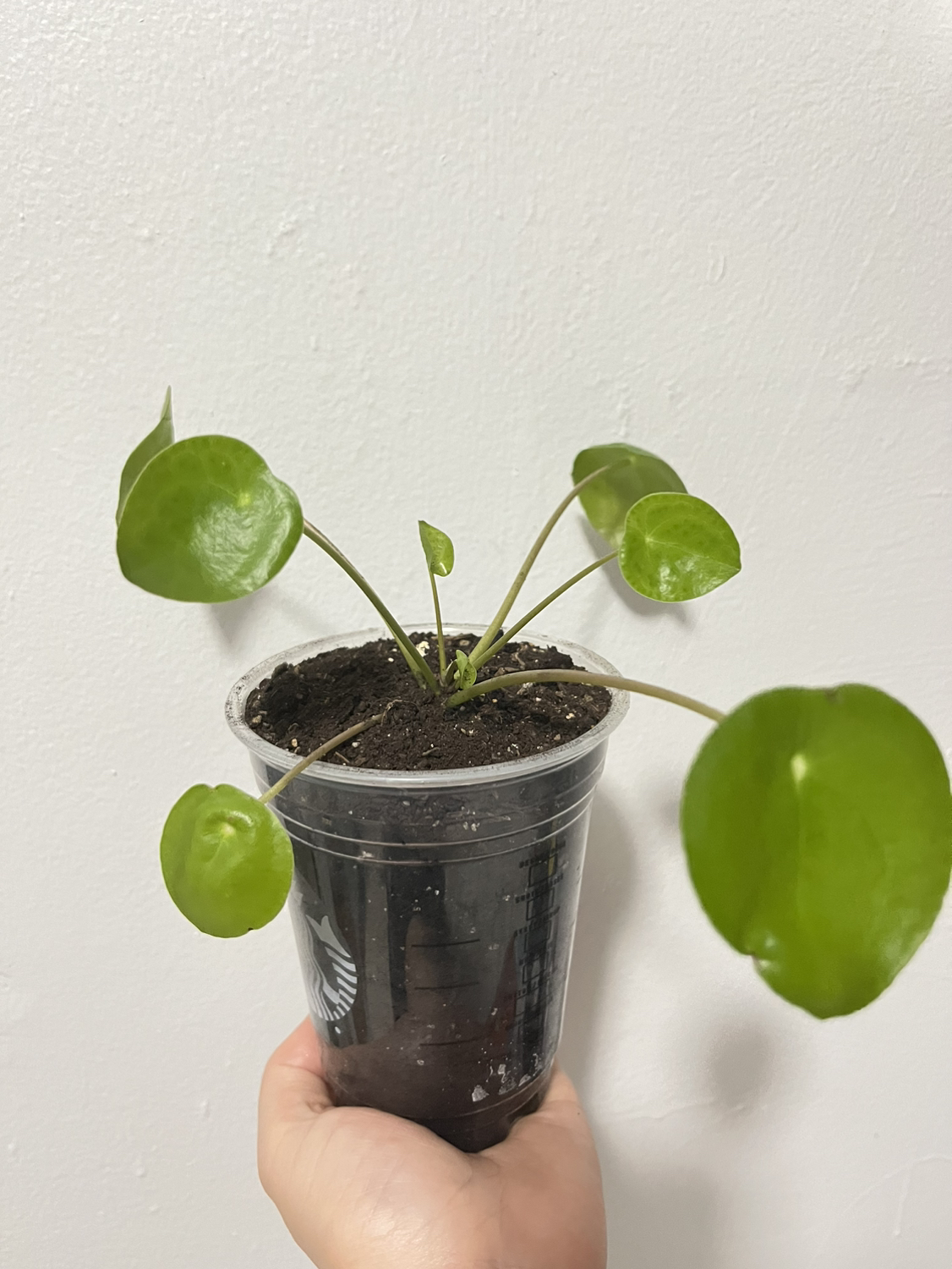 Pilea Peperomioid (or Chinese money plant) - photo 3