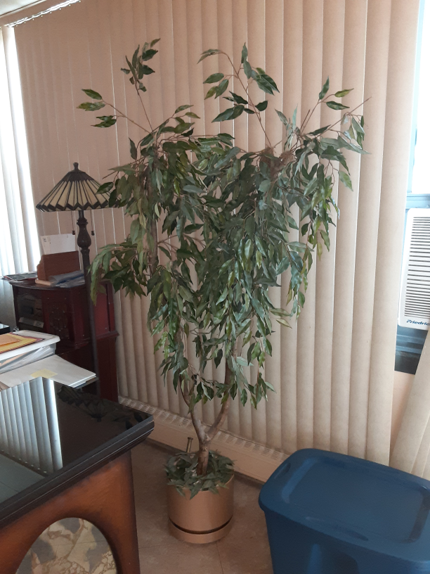artificial Ficus Plant