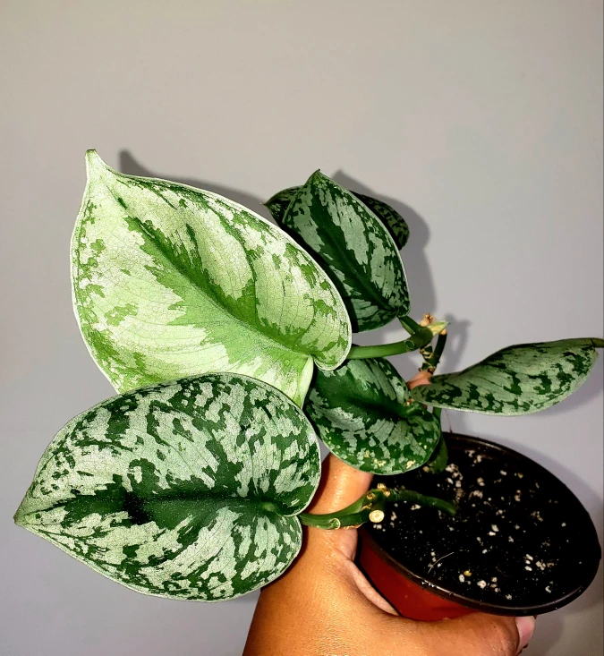 Scindapsus Exotica Plant thumbnail